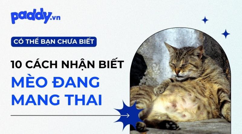 Dấu hiệu mèo mang thai: Nhận biết và chăm sóc