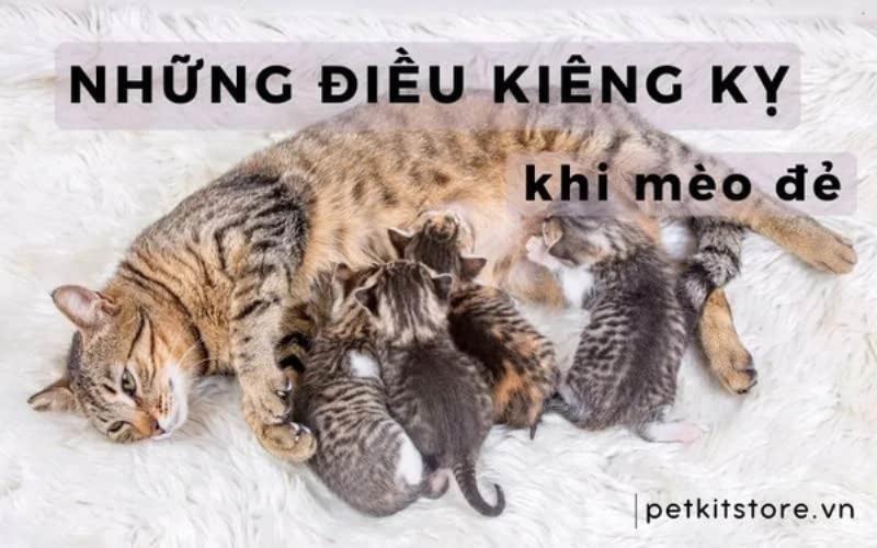 Mèo mẹ cần không gian riêng tư