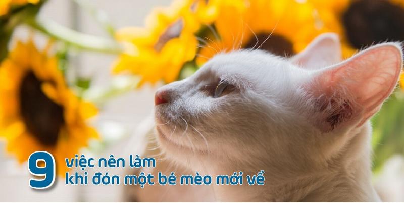 Mèo mới về nhà ăn thức ăn