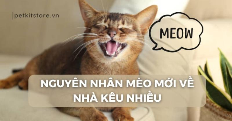 Mèo mới về nhà chơi đùa