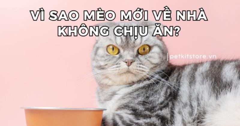 Mèo mới về nhà nhút nhát