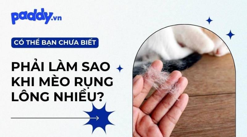 Mèo rụng lông nhiều nguyên nhân