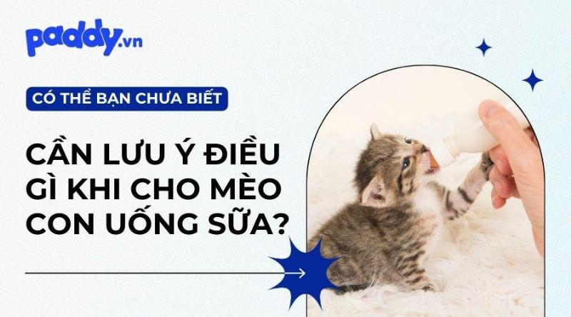 Mèo Thích Sữa Tươi Tại Sao?