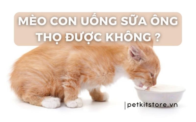 Mèo uống sữa ông thọ bị tiêu chảy