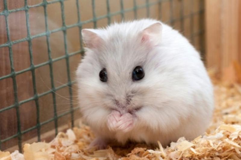 Môi Trường Sống Hamster