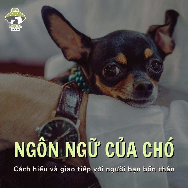 Ngôn Ngữ Cơ Thể Chó