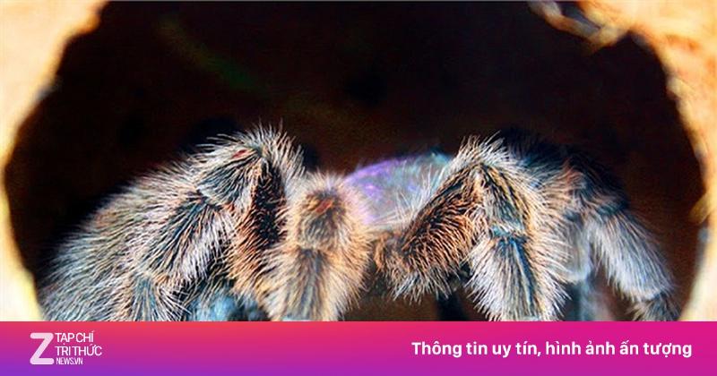 Nhện Tarantula và Nọc Độc