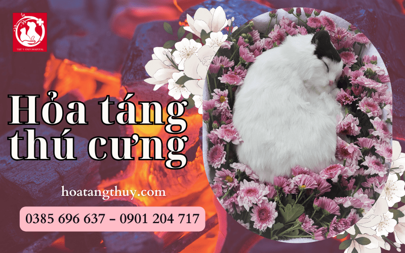 Quy trình hỏa táng thú cưng diễn ra như thế nào?