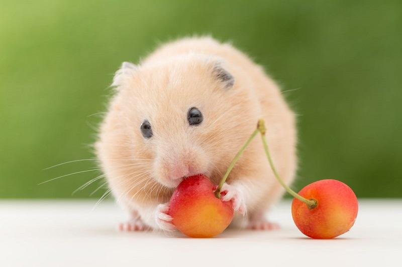 Rau củ quả tươi cho Hamster