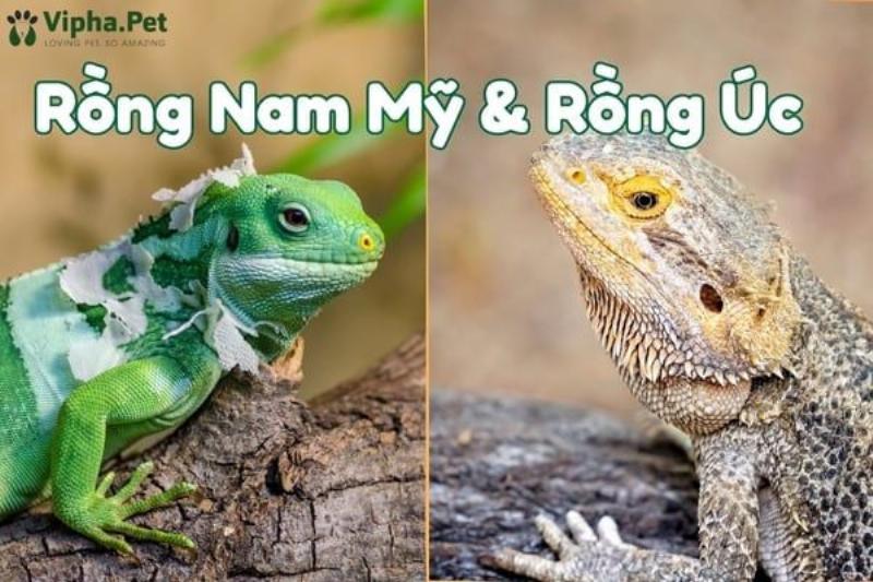 Rồng Nam Mỹ con