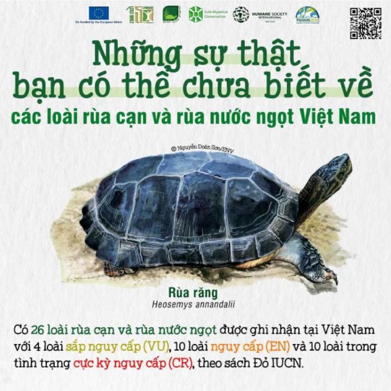 So Sánh Rùa Cạn và Rùa Nước