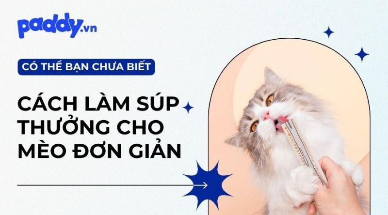 Súp gà bí đỏ cho mèo