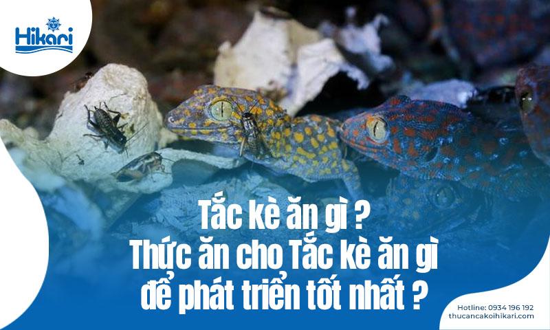 Tắc kè ăn rau củ