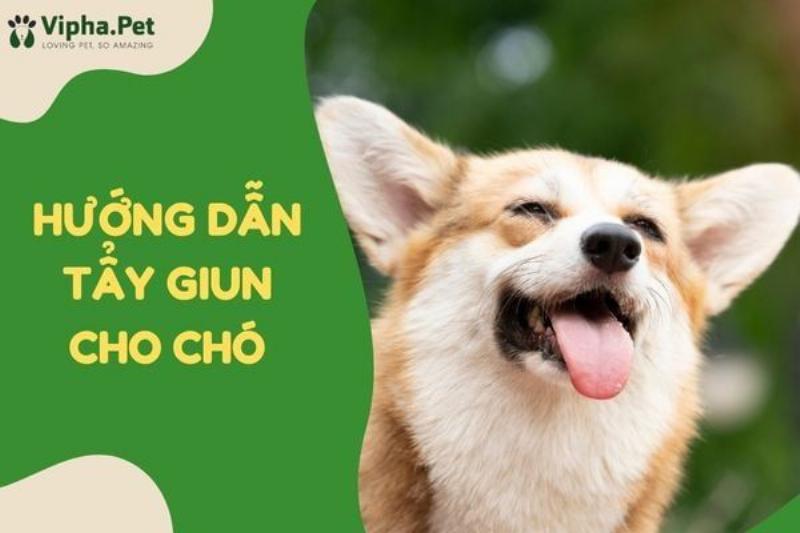 Tẩy giun cho chó bảo vệ sức khỏe con người