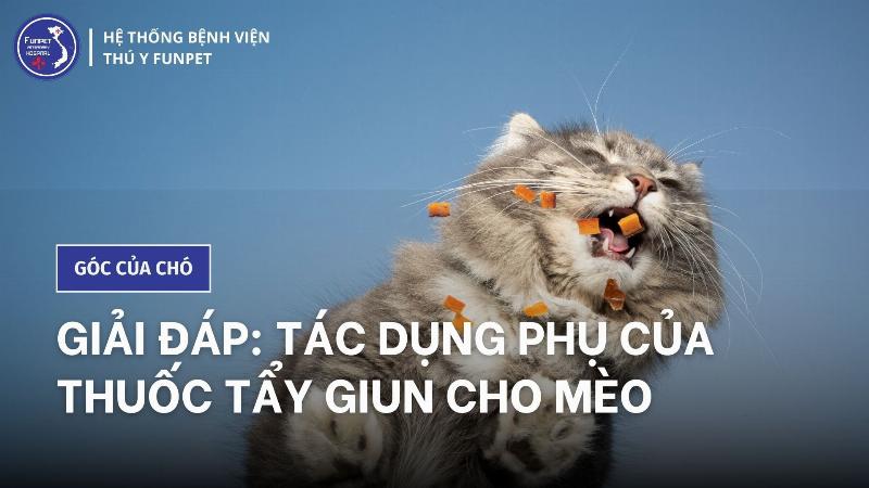 Tẩy giun cho mèo con có tác dụng phụ không?