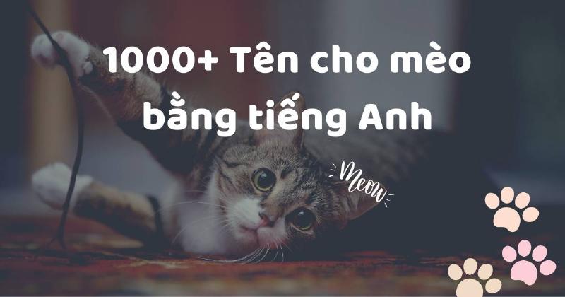 Tên thú cưng tiếng Anh cho mèo dễ thương