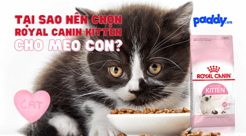 Thành phần dinh dưỡng thức ăn chó Royal Canin