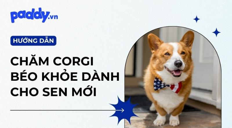 Thức ăn cho chó Corgi con