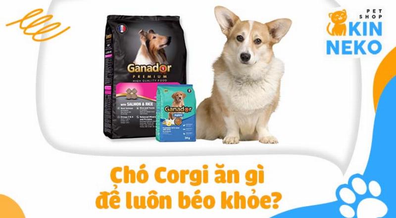 Thức ăn tươi cho chó Corgi