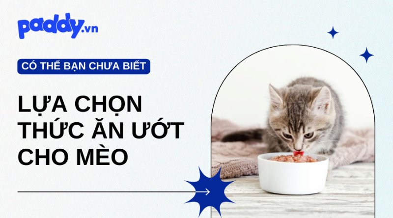 Thức ăn ướt cho mèo