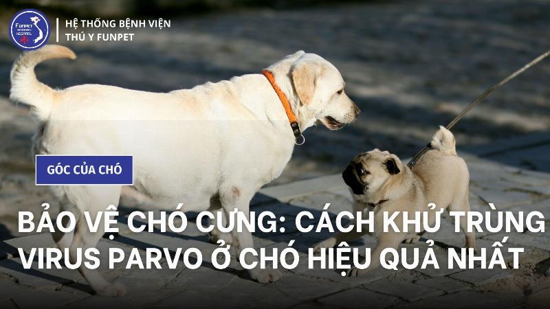 Vệ Sinh Môi Trường Cho Chó