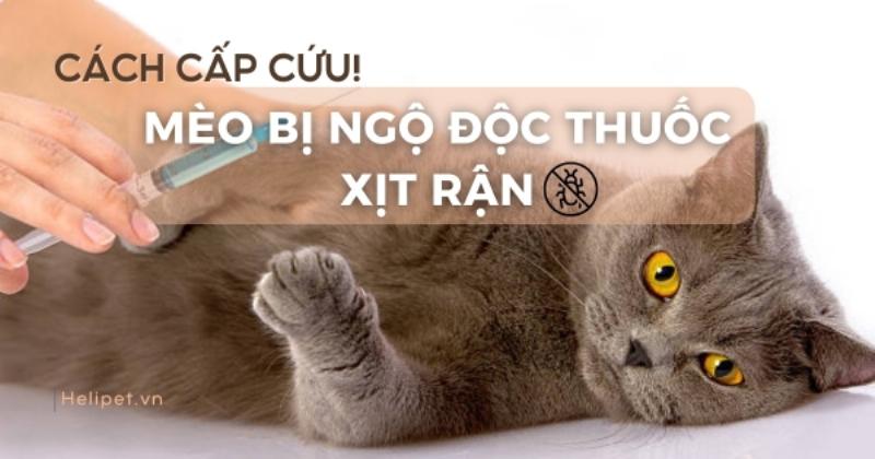 Xử lý khi chó bị ngộ độc: Liên hệ bác sĩ thú y