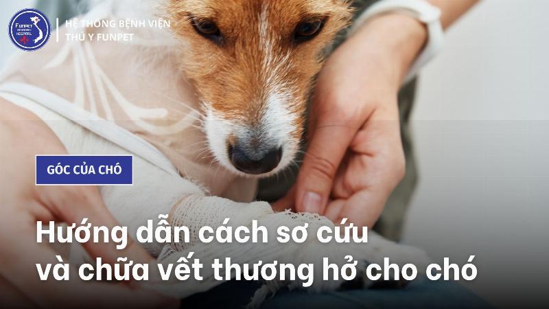 Xử lý tai nạn vệ sinh của chó