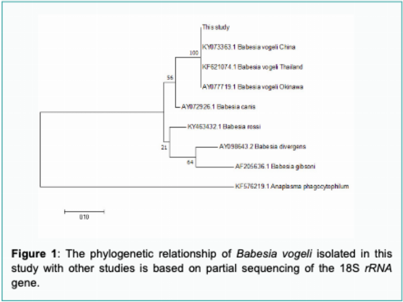 Hình ảnh ký sinh trùng Babesia dưới kính hiển vi