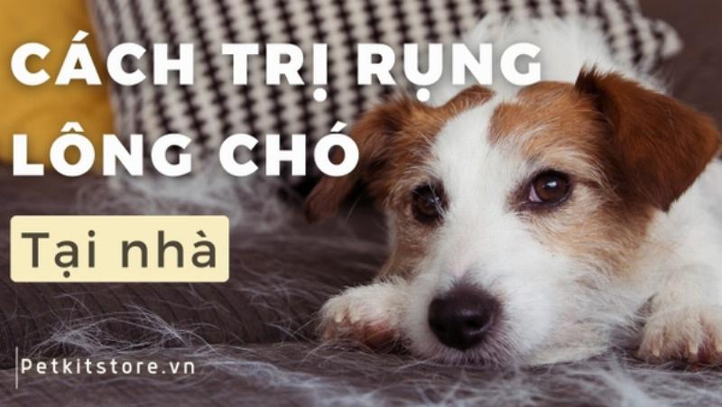 Các Loại Thuốc Trị Rụng Lông Chó