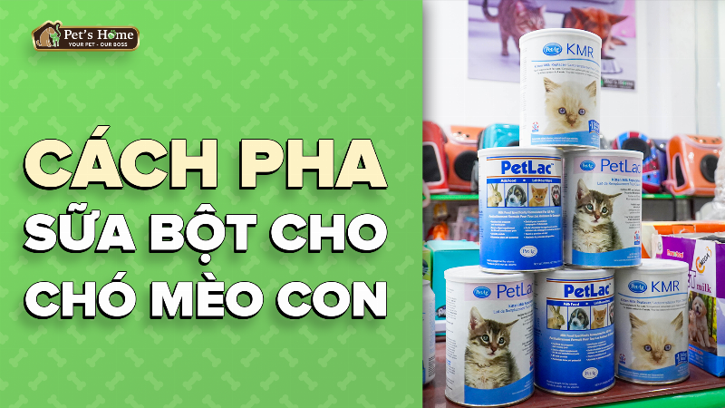 Cách pha sữa cho chó con