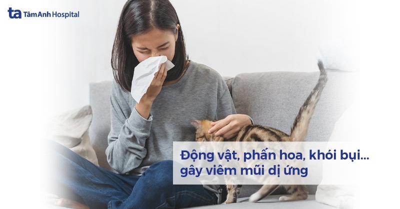 Câu hỏi thường gặp về đồ ăn cho mèo: Số lần cho ăn, dị ứng, loại thức ăn tốt nhất