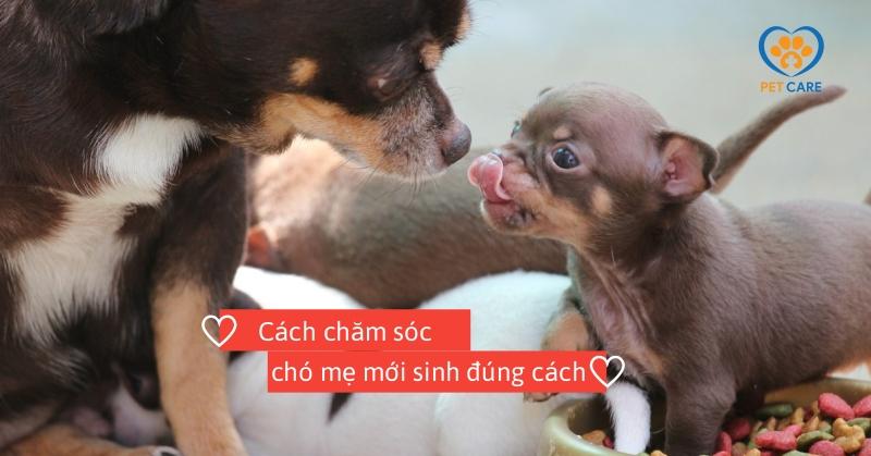 Chăm Sóc Chó Mẹ Trước Khi Sinh