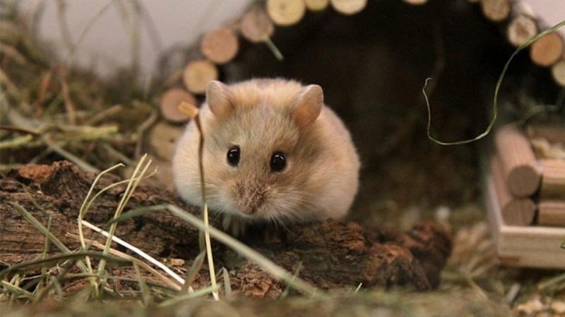 Chăm Sóc Hamster Sau Khi Cắn