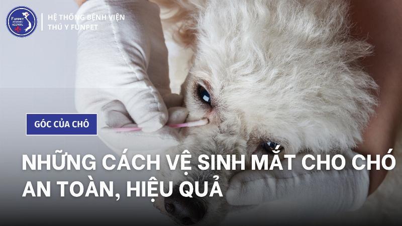 Chăm Sóc Mắt Cho Chó