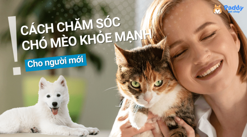 Chăm sóc mèo khỏe mạnh