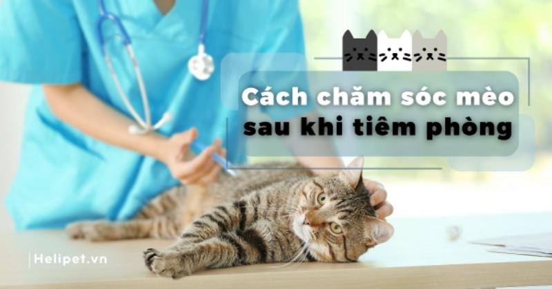 Chăm sóc mèo sau khi tiêm phòng dại