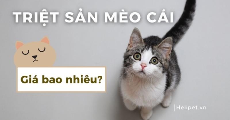 Chi phí triệt sản cho mèo