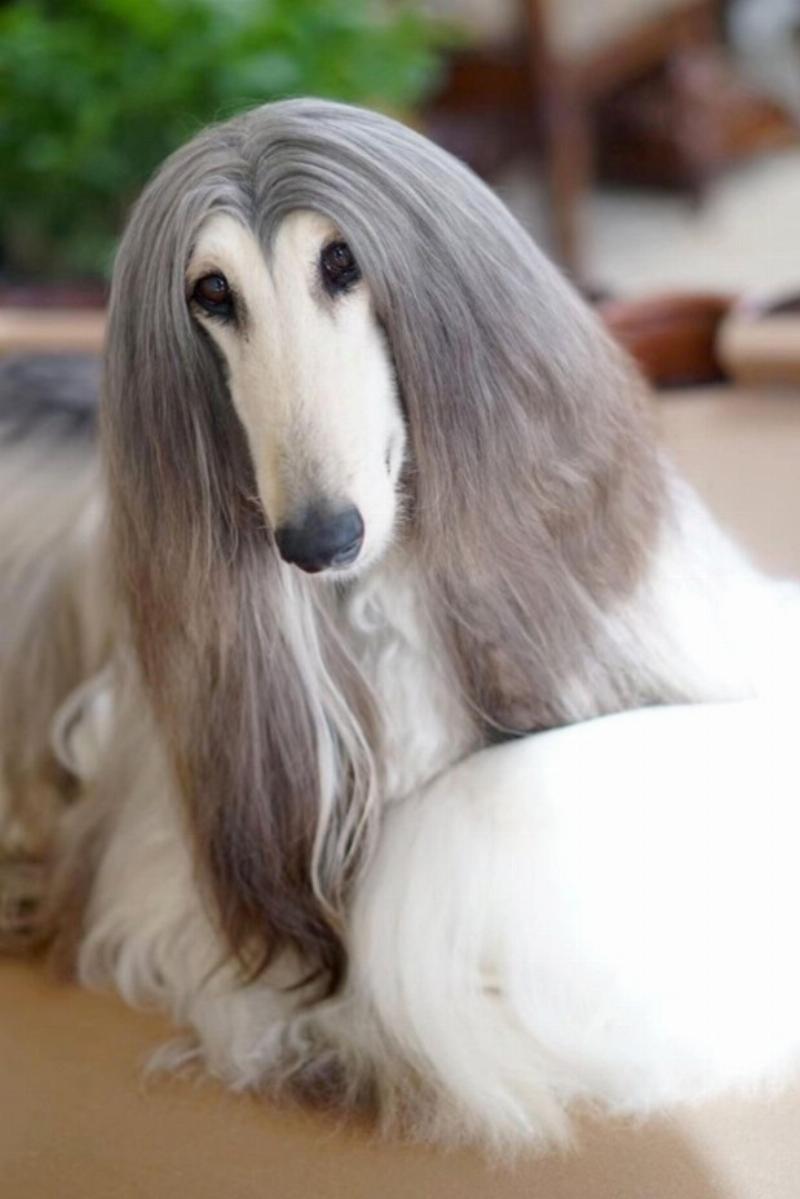 Chó Afghan Hound đẹp lung linh