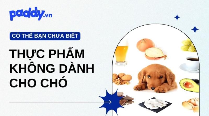 Chó Ăn Mặn Phải Làm Sao?