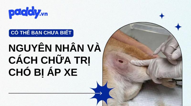 Chó bị áp xe do vết cắn