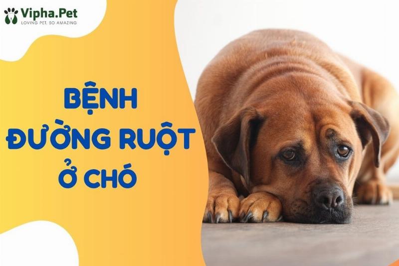 Chó bị bệnh đường ruột nôn mửa