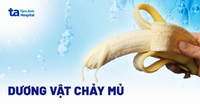 Chó bị loét da chảy mủ: Cách điều trị hiệu quả