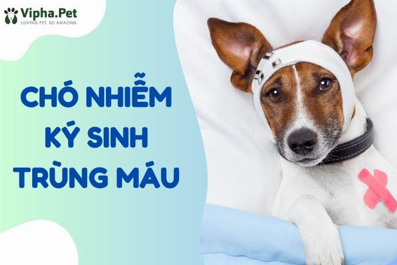 Chó bị nhiễm ký sinh trùng máu có triệu chứng gì?