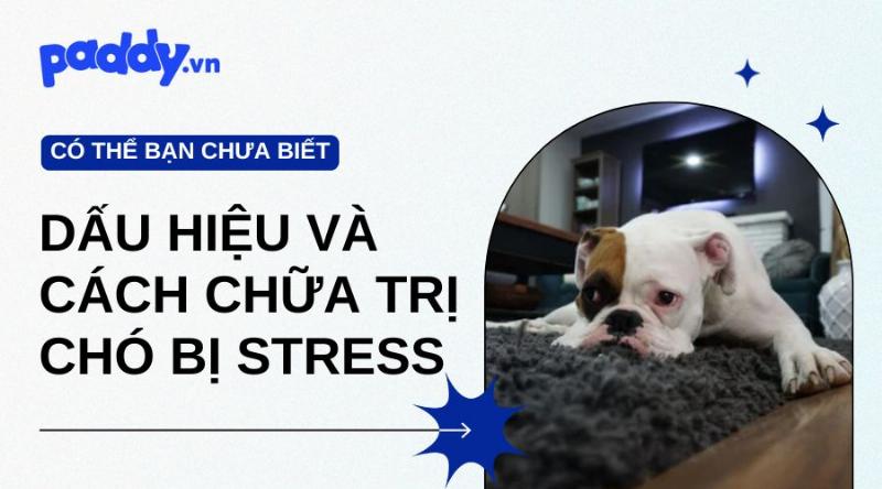 Chó bỏ ăn vì stress