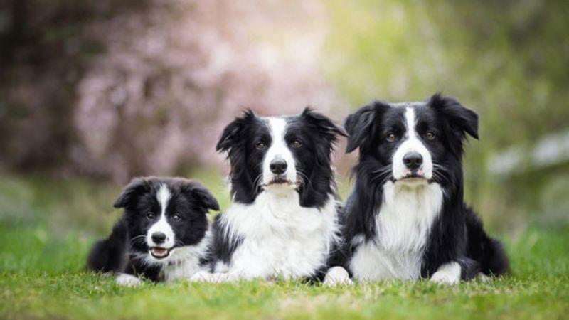 Chó Border Collie đang chăn cừu