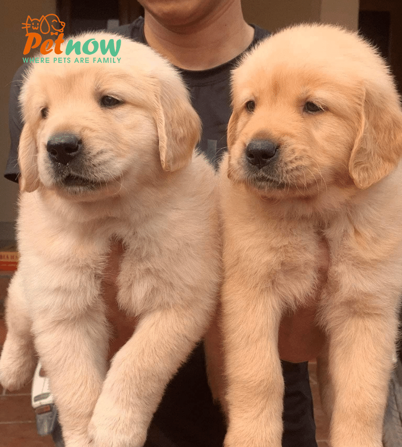 Chó Golden Retriever - Vẻ đẹp thân thiện