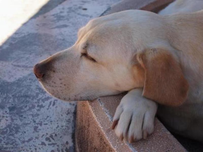 Hình ảnh chó Labrador vàng chơi bóng