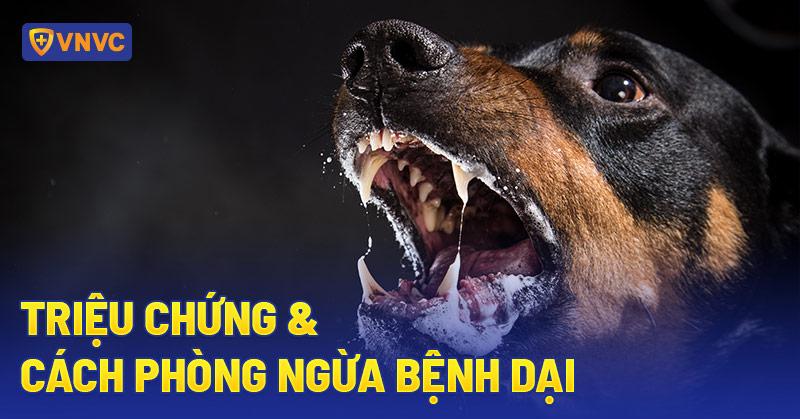 Chó Liệt Nằm Bất Động Bệnh Dại