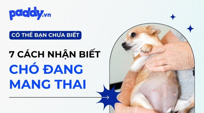 Chó Mang Thai Đi Dạo