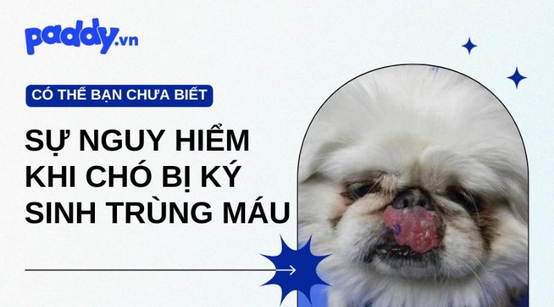 Chó nhiễm ký sinh trùng máu qua ve chó